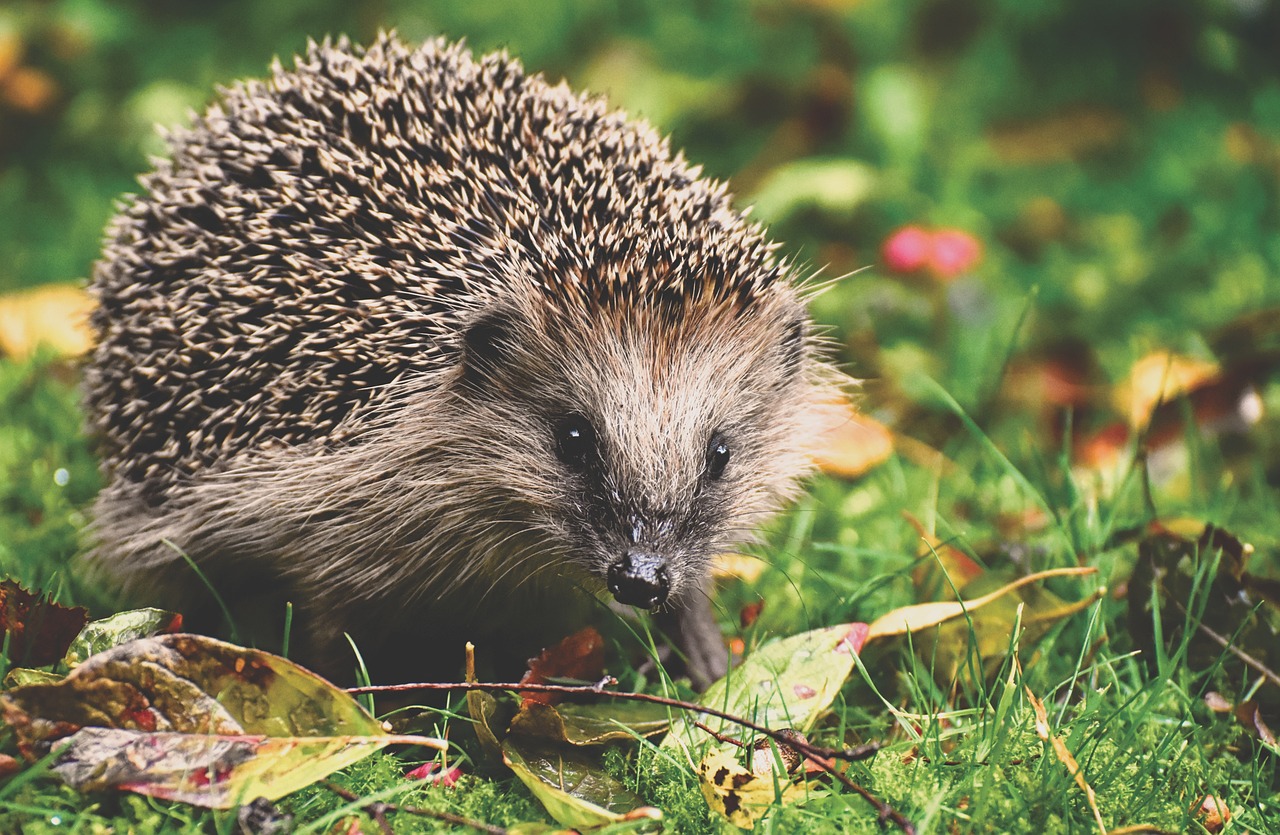 Hedgehog in some grass. 